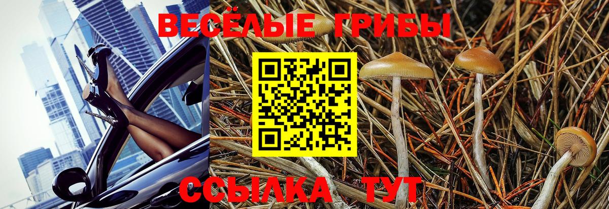 Галлюциногенные грибы Psilocybe Новокубанск